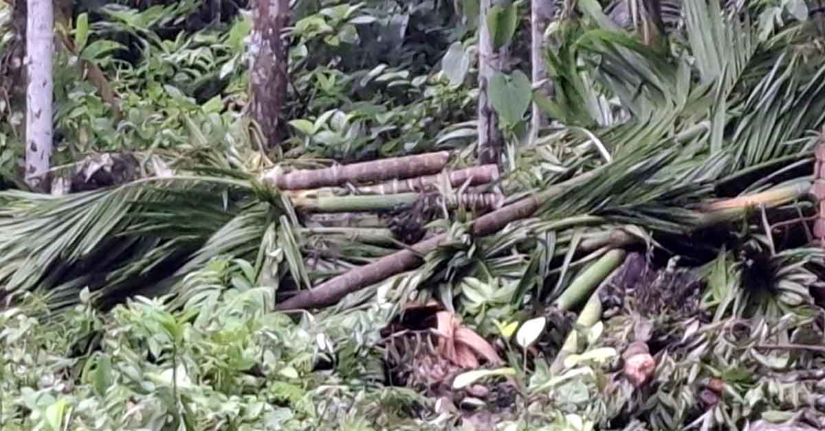 ফরিদগঞ্জে আদালতের নিষেধাজ্ঞা অমান্য করে বাগান থেকে গাছ কর্তন